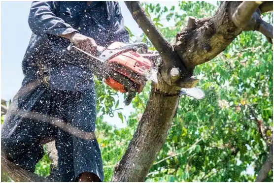 tree services Lena